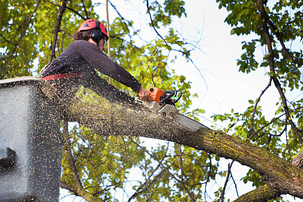 Trusted North Arlington, NJ Tree Removal Services Experts